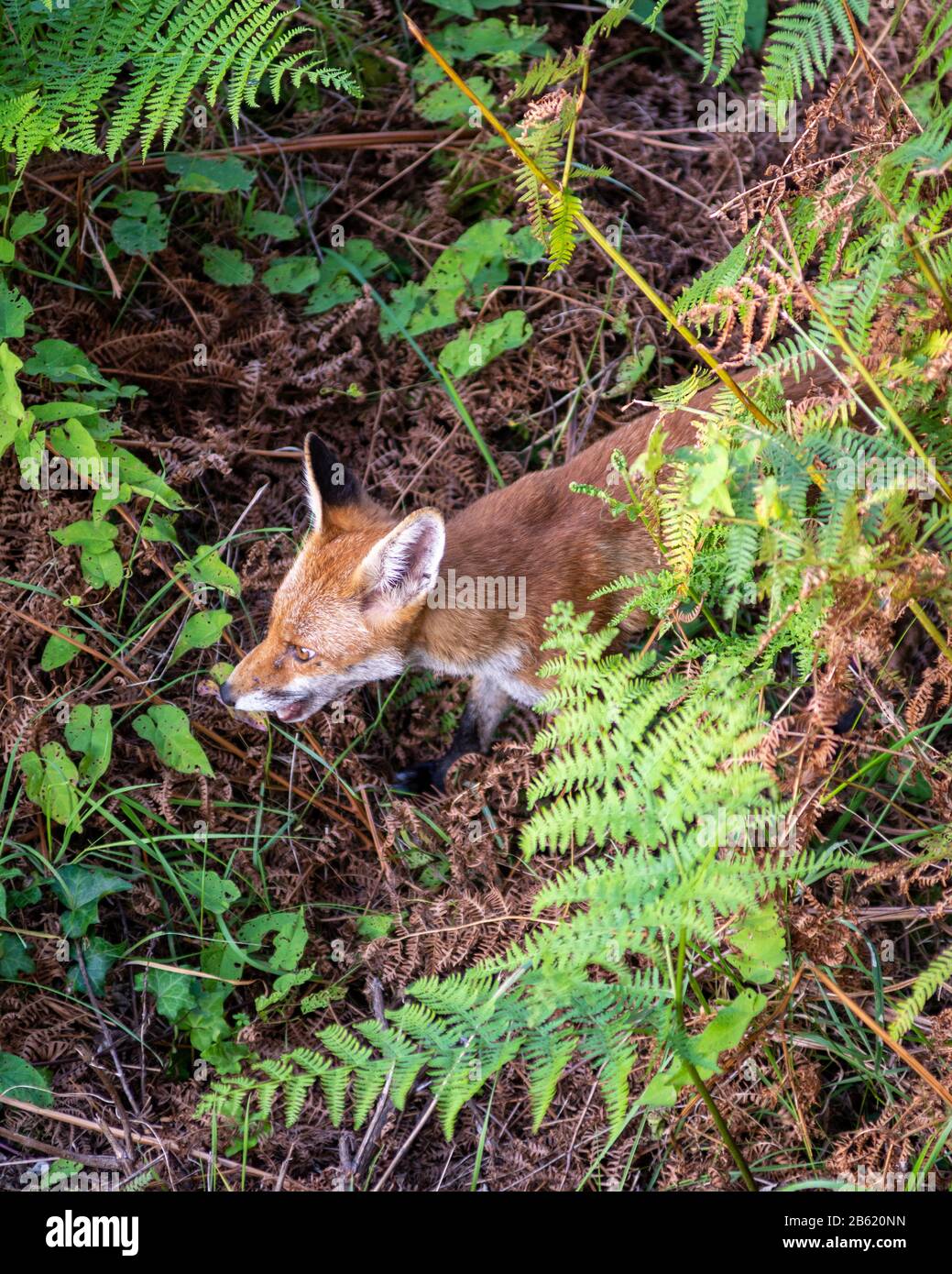 Un renard urbain chache le long du corridor de la ligne principale de la côte ouest à Kensal Green, dans le nord-ouest de Londres. Banque D'Images