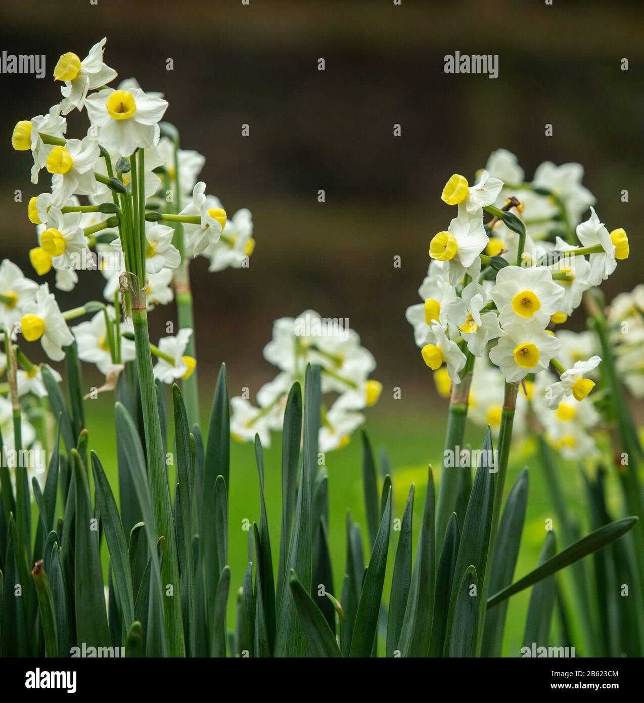 Daffodil-Narcisse tazetta var. Chinensis, en fleur dans un jardin Devon, mars 2020 Banque D'Images