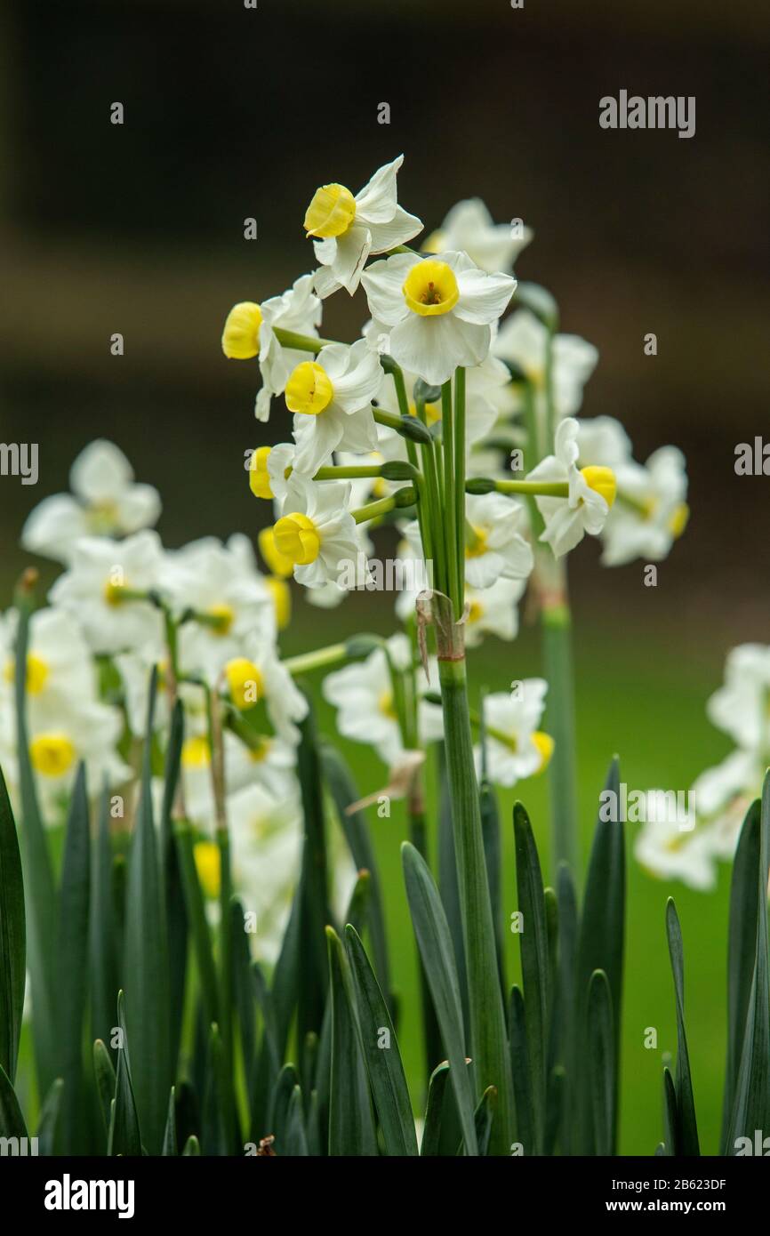 Daffodil-Narcisse tazetta var. Chinensis, en fleur dans un jardin Devon, mars 2020 Banque D'Images