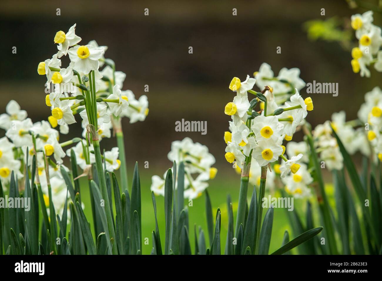Daffodil-Narcisse tazetta var. Chinensis, en fleur dans un jardin Devon, mars 2020 Banque D'Images