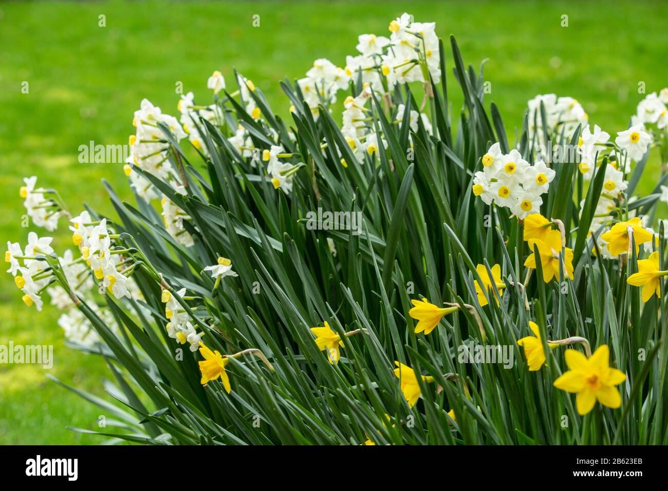 Un assortiment de Daffodils, y compris les narcissus blancs tazetta var. Chinensis, en fleur dans un jardin du Devon, mars 2020 Banque D'Images