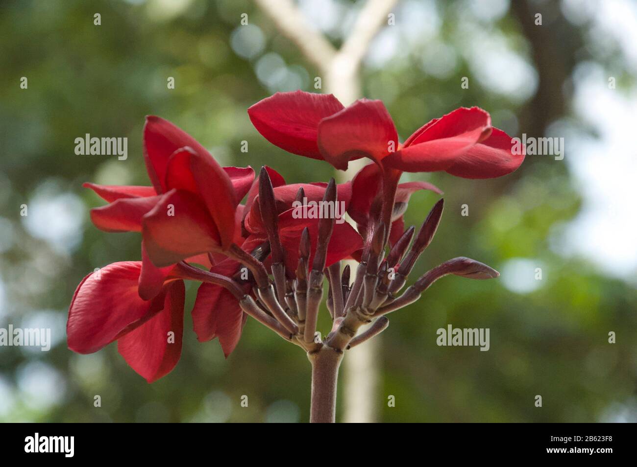 Belle fleur rouge Banque D'Images