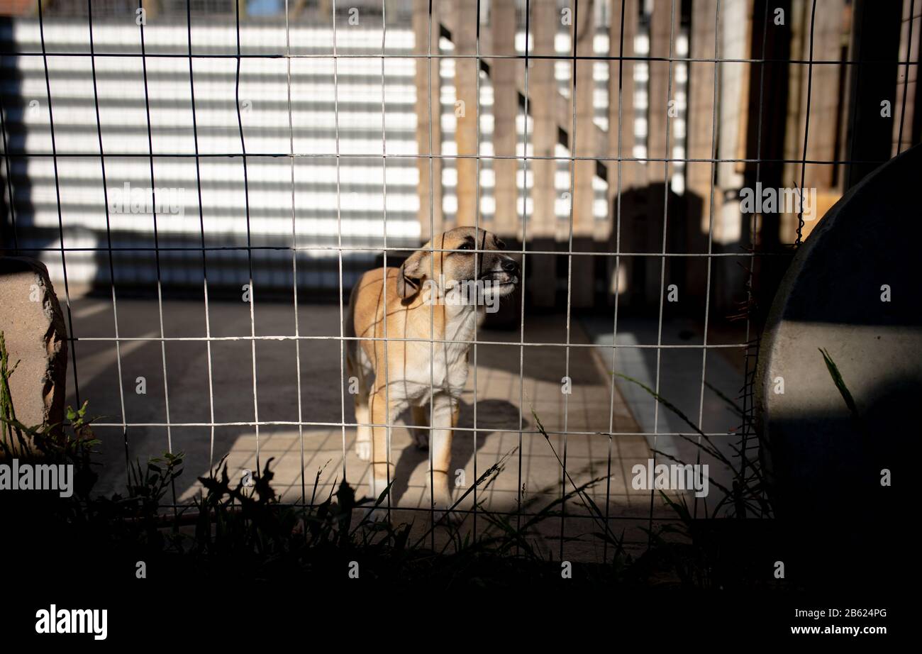 Petit chien derrière une clôture dans un abri pour chien Banque D'Images