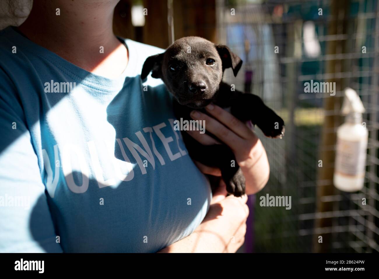 Femme avec un petit chien dans ses bras dans un abri pour chien Banque D'Images