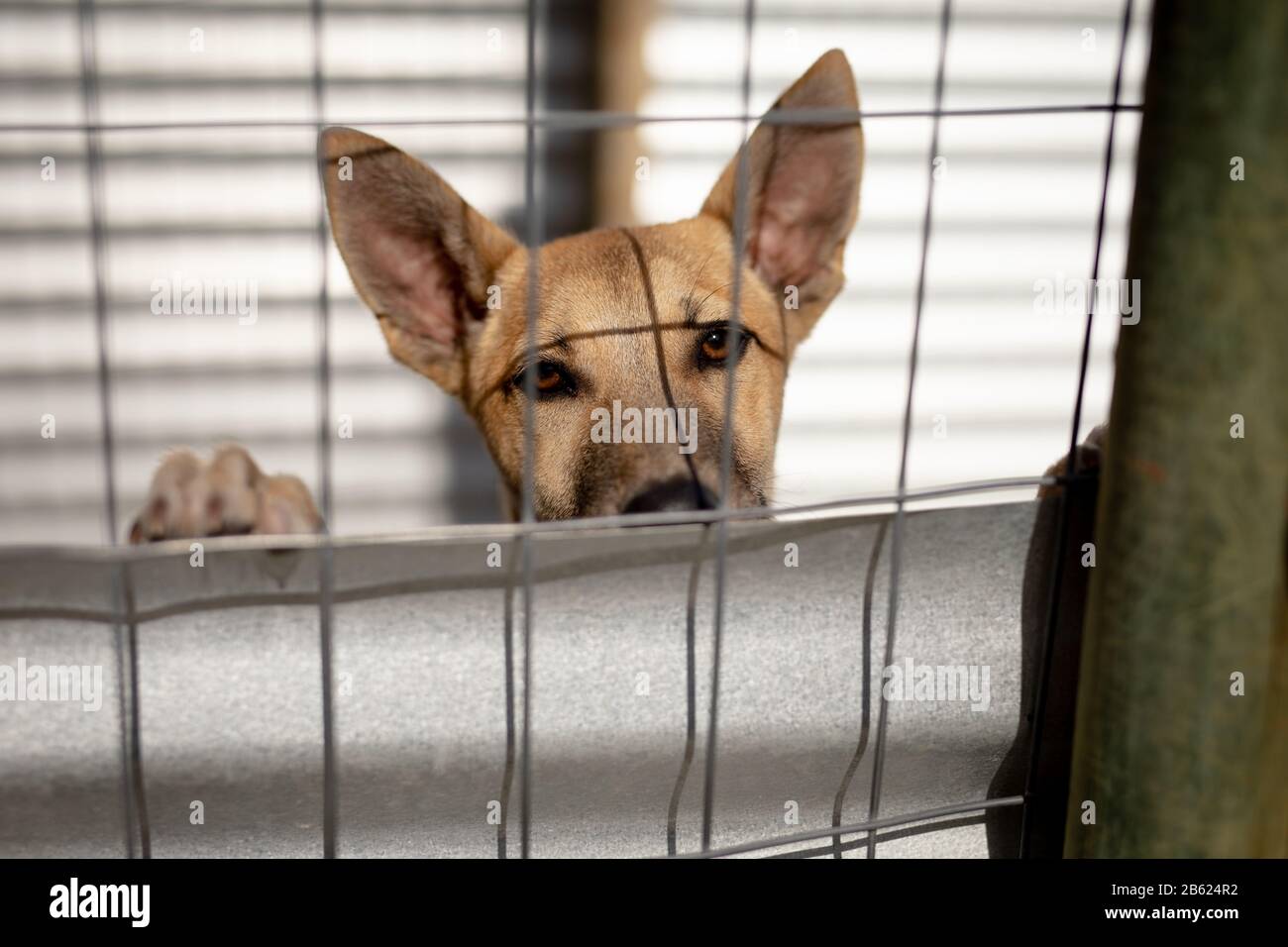 Petit chien derrière une clôture dans un abri pour chien Banque D'Images