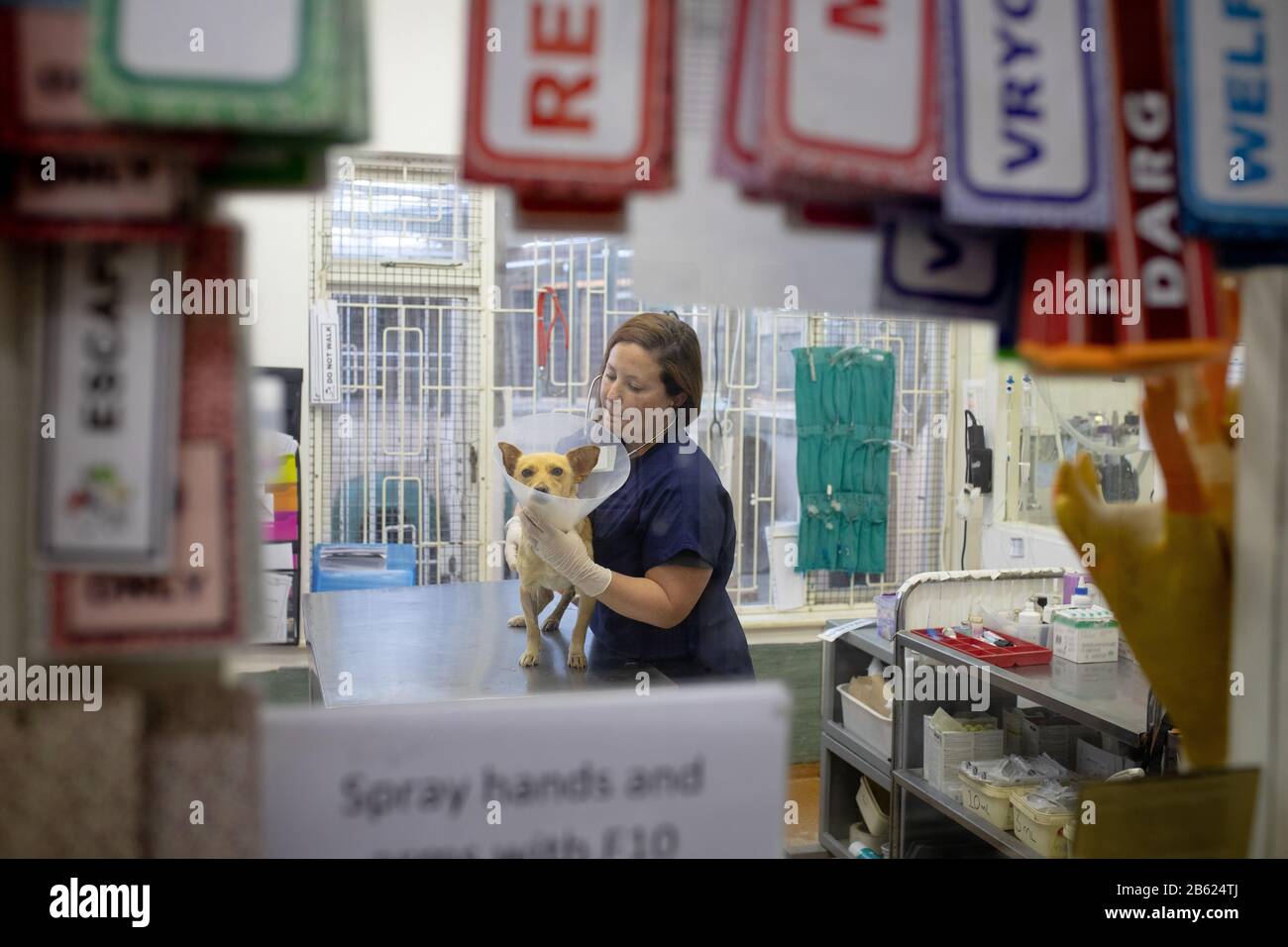 Femme examinant un chien dans un abri de chien Banque D'Images
