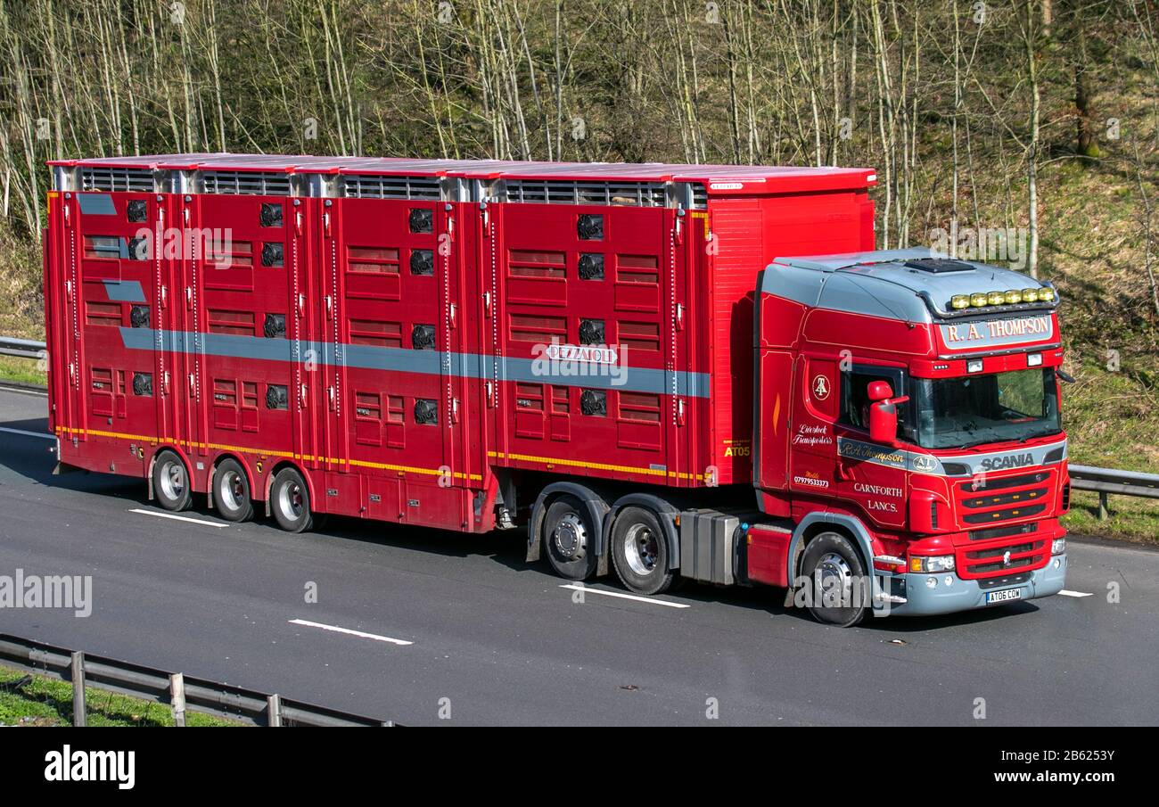 Carrozzeria Pezzaioli remorques de bétail étrangères de l'UE; animaux de ferme; camions lourds de livraison de transport en vrac, transport, camion, transport, camion,Fret, Scania véhicule, livraison, transport d'animaux sur la M6 à Chorley Royaume-Uni Banque D'Images
