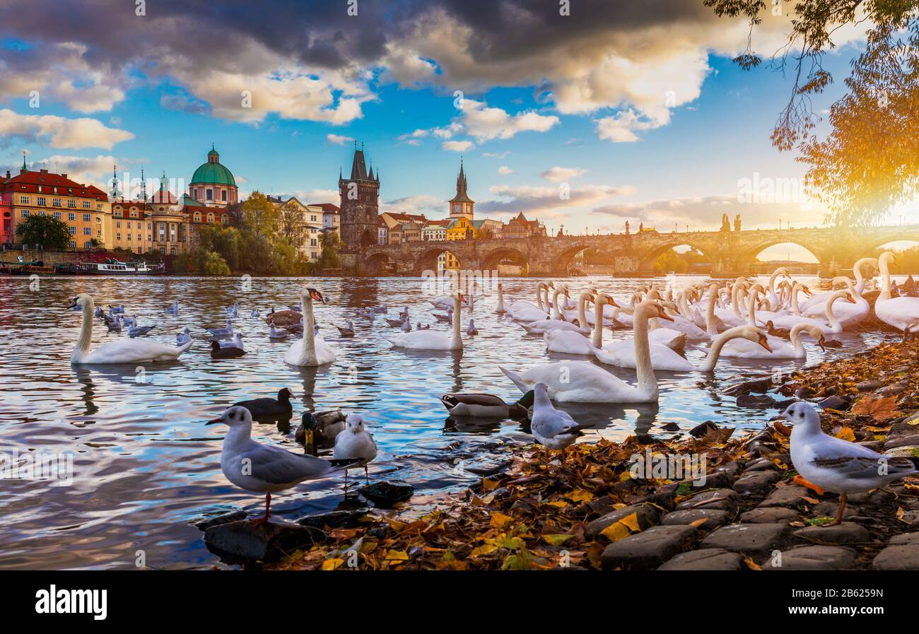 Vue de Prague pont Charles près de la rivière Vltava. Sur la rivière Swan. Les cygnes nager dans la rivière Vltava. Charles Bridge au coucher du soleil, les cygnes nager. Charles Banque D'Images