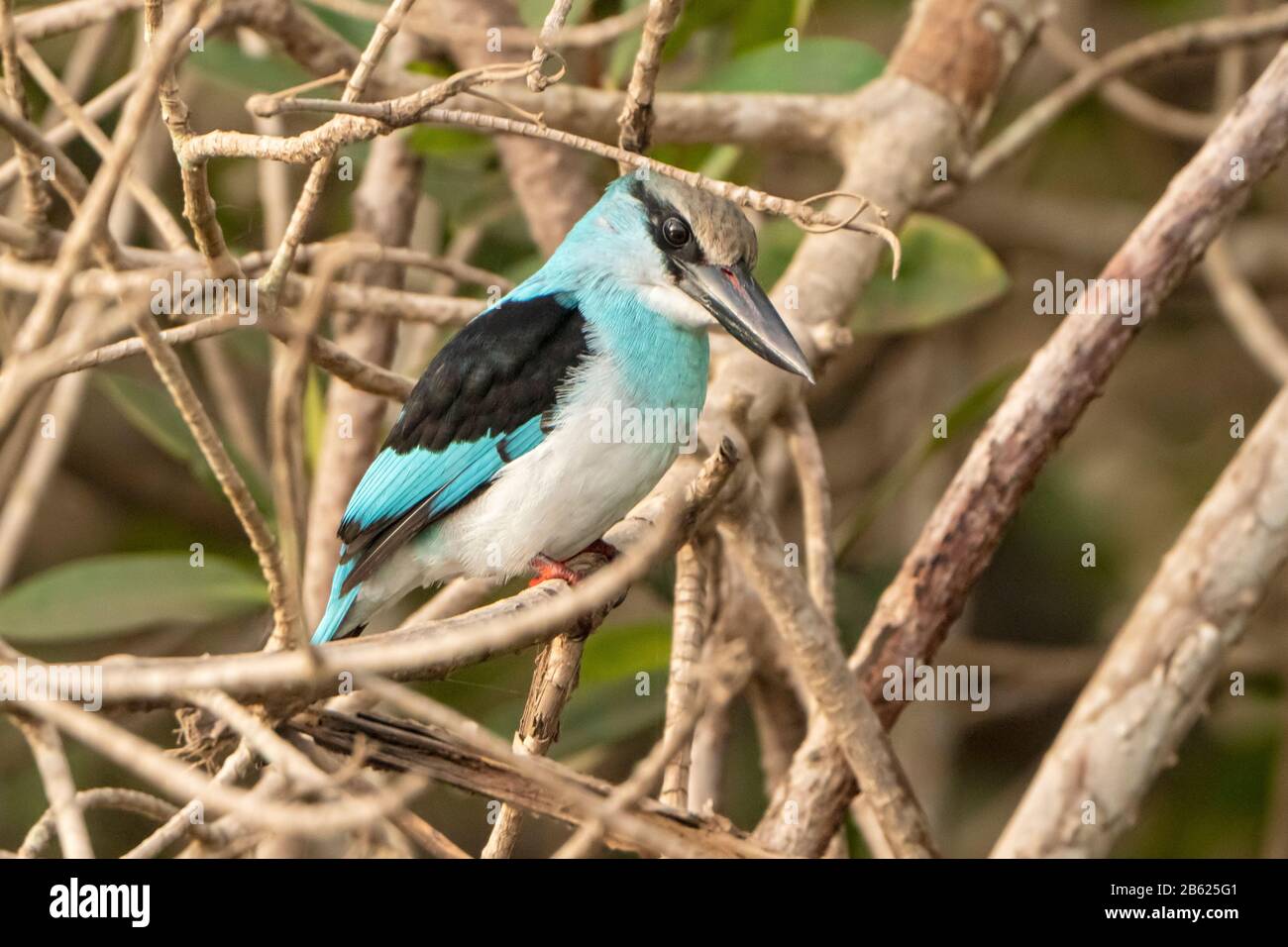 kingfisher à la coupe bleue, Halcyon malimbica, adulte perché dans un arbre au-dessus de la rivière, Gambie Banque D'Images
