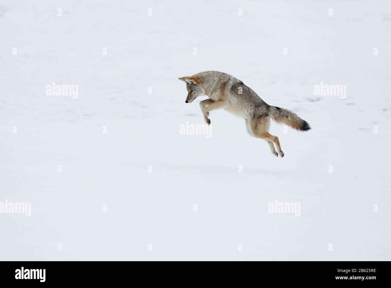 saut à la chasse au coyote Banque D'Images