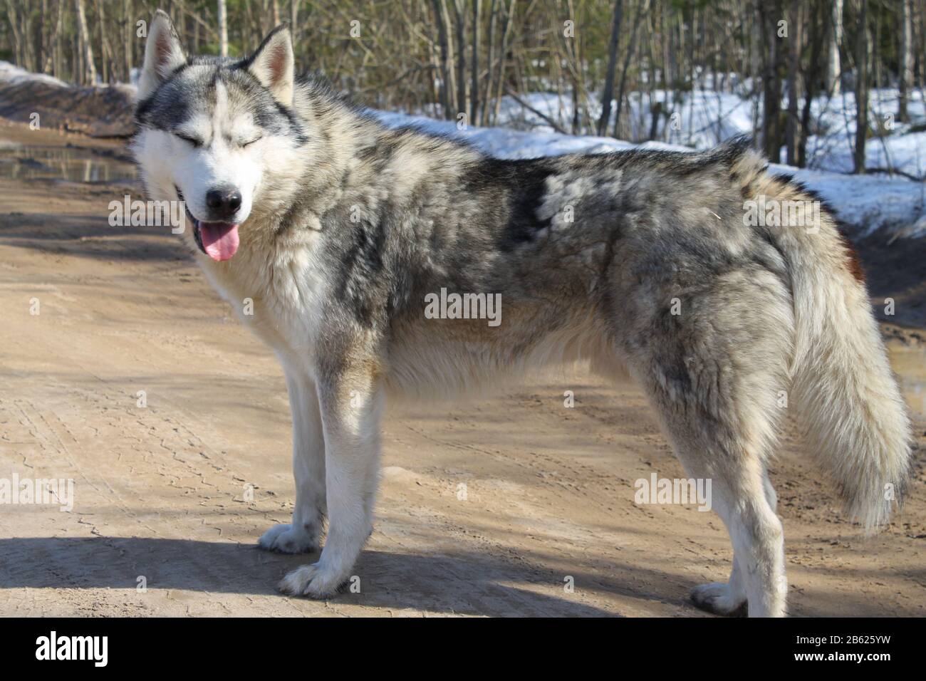 Un Joli Chien Gris Doux Ressemble A Un Loup Avec Une Langue Rouge Qui S En Colle Et Retrecit Les Yeux Contre Une Route De Terre Et Une Foret D Hiver Une Race Comme