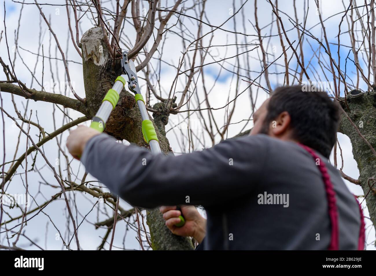 Homme caucasien adulte moyen taille des arbres fruitiers dans son jardin. Jardinier masculin utilisant des cisailles à élaguer. Jardinage de printemps. Banque D'Images