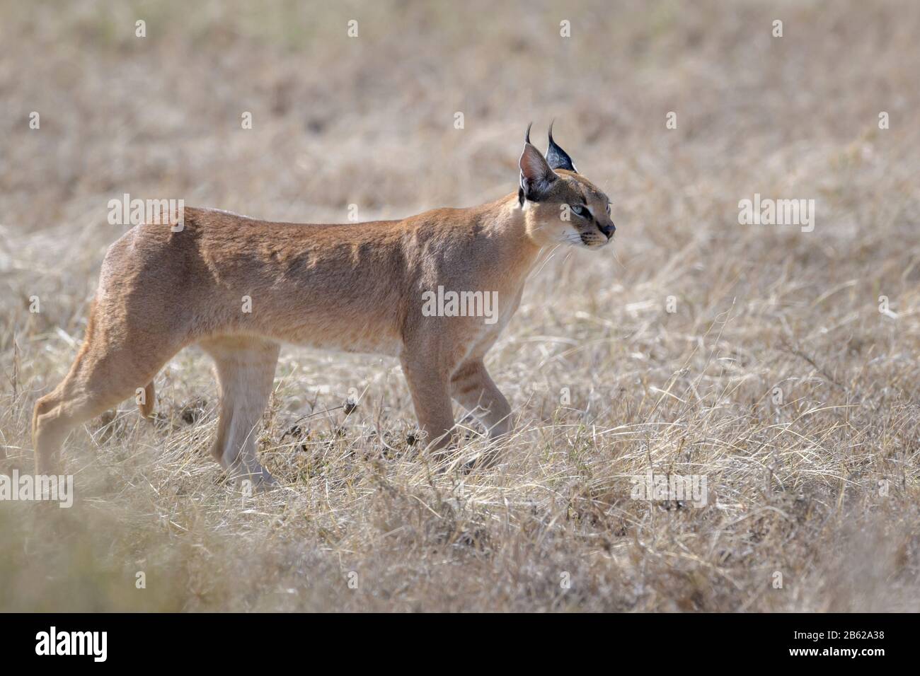 Caracal (Caracal caracal) marchant sur la savane, parc national du Serengeti, Tanzanie. Banque D'Images