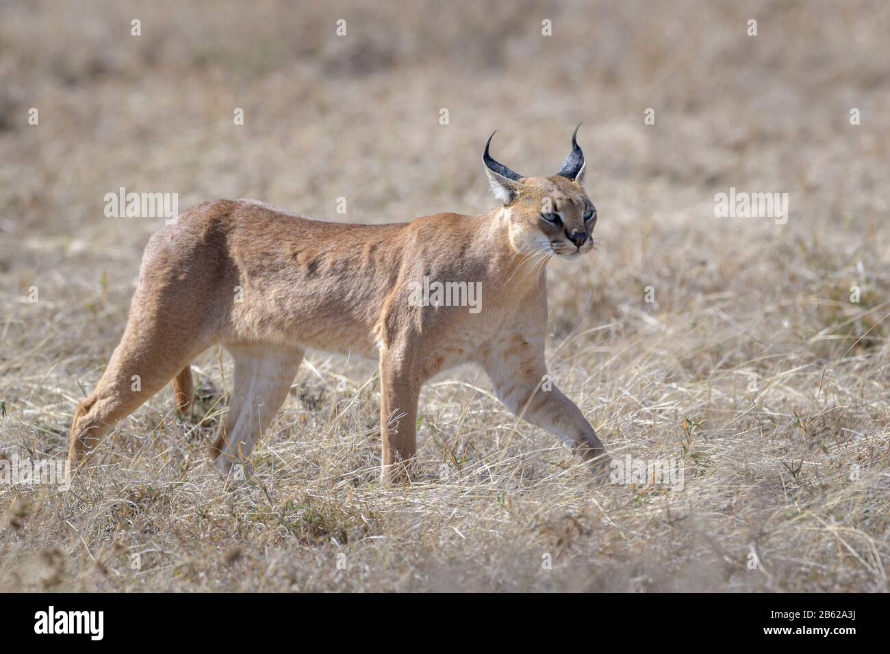 Caracal (Caracal caracal) marchant sur la savane, parc national du Serengeti, Tanzanie. Banque D'Images