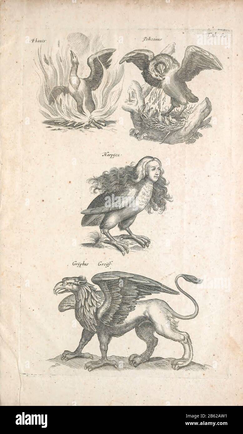 Imprimé Copperplate d'une griffon et d'autres créatures Mythologiques ailées du XVIIe siècle. Cette œuvre est tirée de 'Historiae naturalis de quadrupetibus' (1657) par John Jonston, chercheur polonais et médecin (1603-1675). Banque D'Images