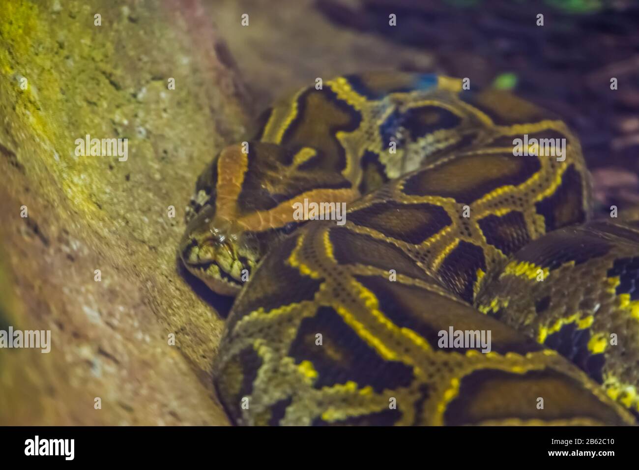 Gros plan d'un python de roche asiatique brun, célèbre reptile tropical de l'Inde Banque D'Images