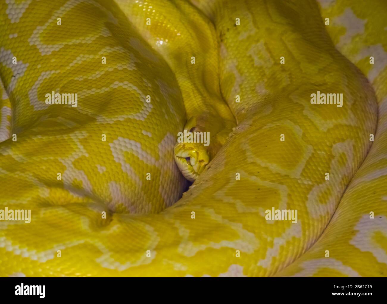 Gros plan d'un python de roche asiatique jaune et blanc, célèbre espèce de reptiles tropicaux de l'Inde Banque D'Images