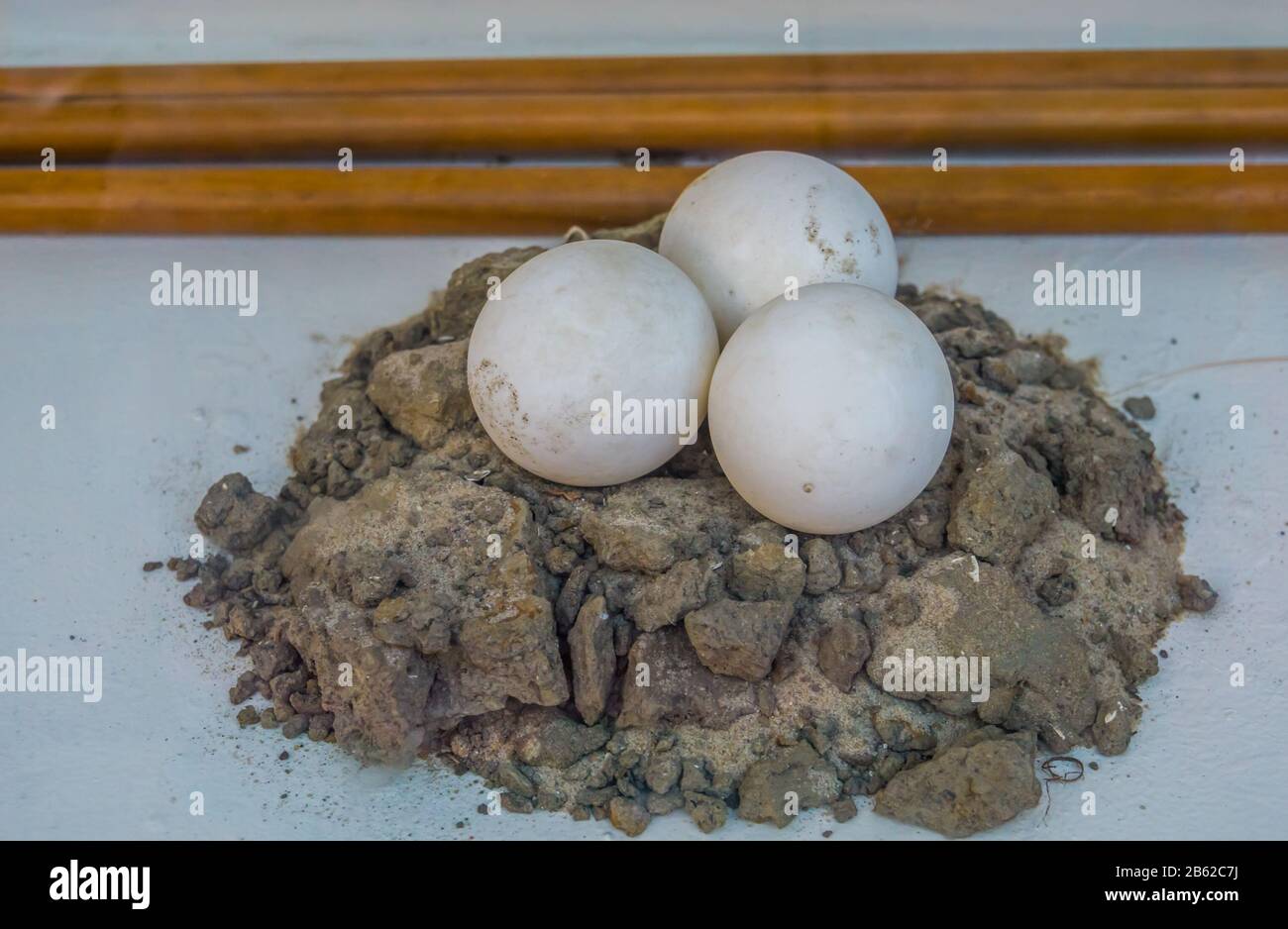 Œufs d'une tortue africaine stimulée, reproduction des tortues, espèce De reptiles Vulnérable Œufs d'une tortue africaine stimulée, reproduction des tortues, espèce De reptiles Vulnérable