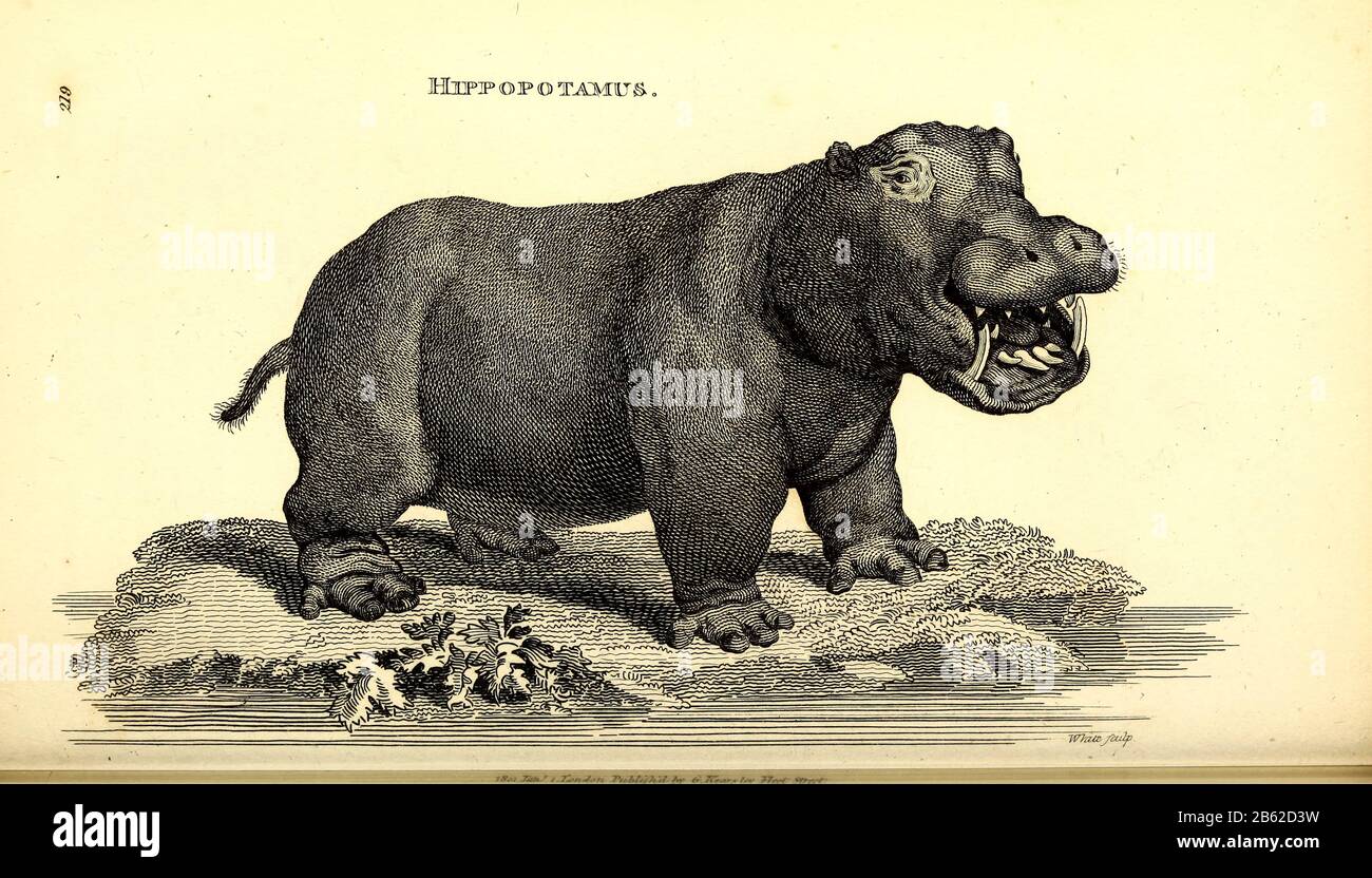Un Hippopotame Gravure Print 1853