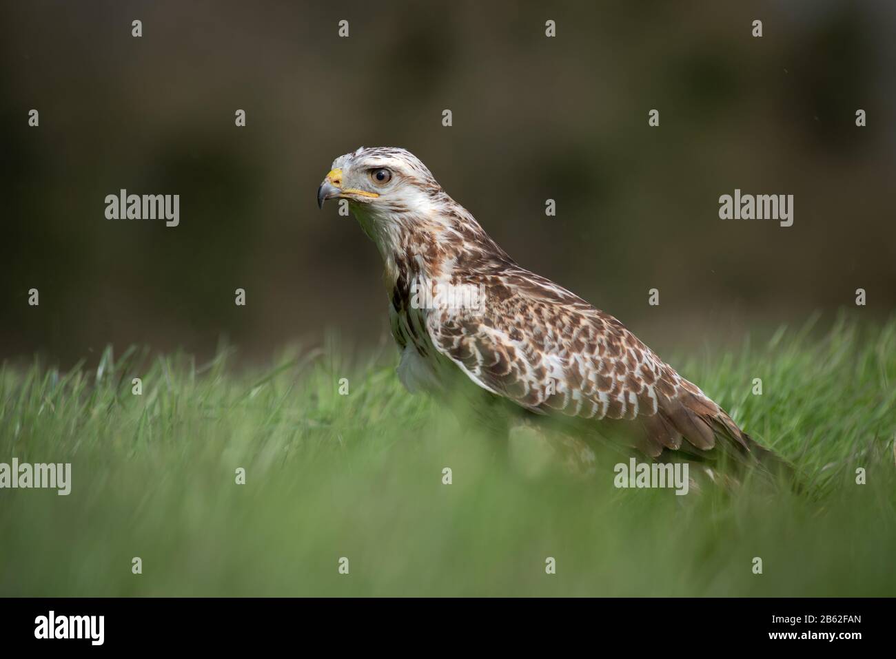 Un faucon ferrugineux, buteo regalis, debout dans un champ et en regardant à gauche. Banque D'Images