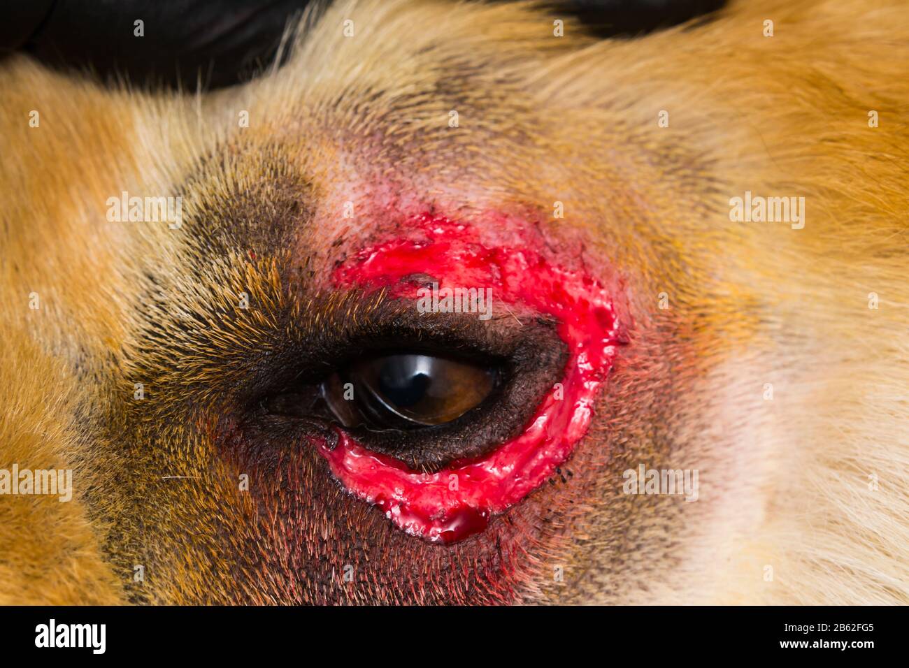 gros plan photo d'un chien avec entropion Banque D'Images