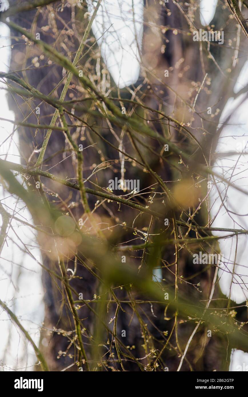 Pousse de printemps dans la forêt de gros plan. Bourgeon avec feuille verte apparaissant de lui. Banque D'Images