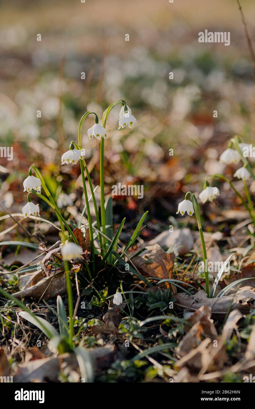 Emporte Pieces Flocon De Neige