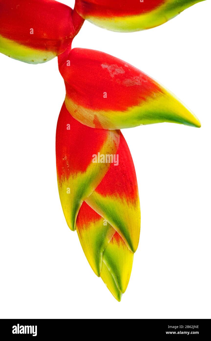 Heliconia rostrata / claque de homard suspendue / fausse oiseau de paradis, herbacé vivace originaire du Pérou, de Bolivie, de Colombie, du Costa Rica et de l'Equateur aga Banque D'Images Heliconia rostrata / claque de homard suspendue / fausse oiseau de paradis, herbacé vivace originaire du Pérou, de Bolivie, de Colombie, du Costa Rica et de l'Equateur aga Banque D'Images