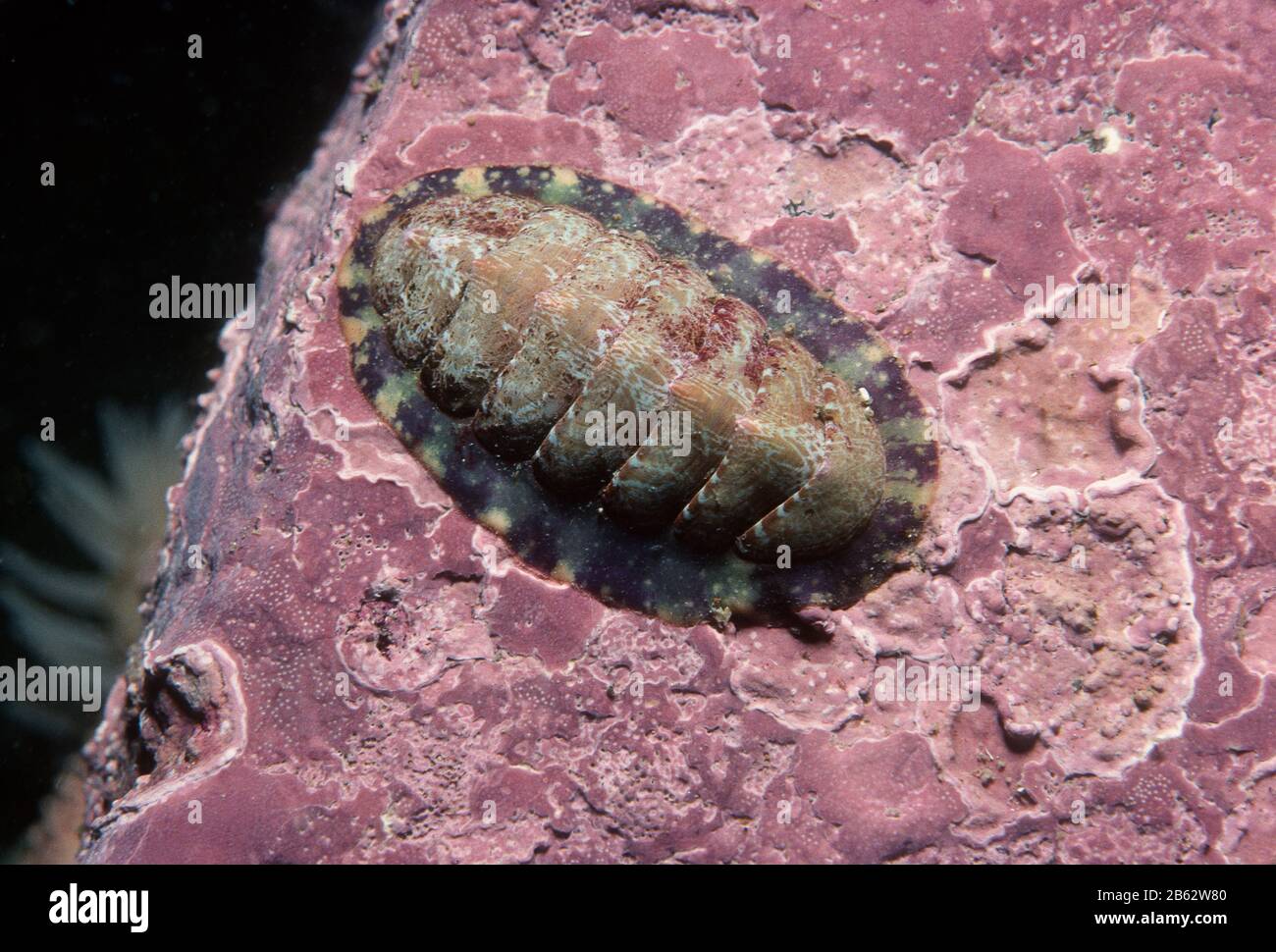 Chiton rouge marbré sous l'eau dans le fleuve Saint-Laurent Banque D'Images