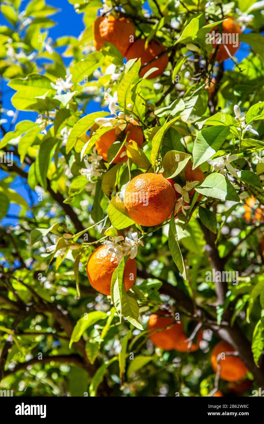 Oranges croissant dans Parque de María Luisa, Séville, Andalousie, Espagne Banque D'Images