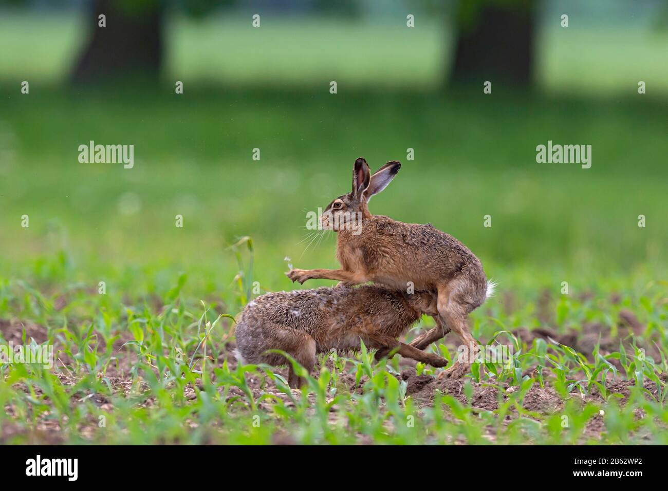 Le lièvre brun européen (Lepus europaeus) lutte Banque D'Images