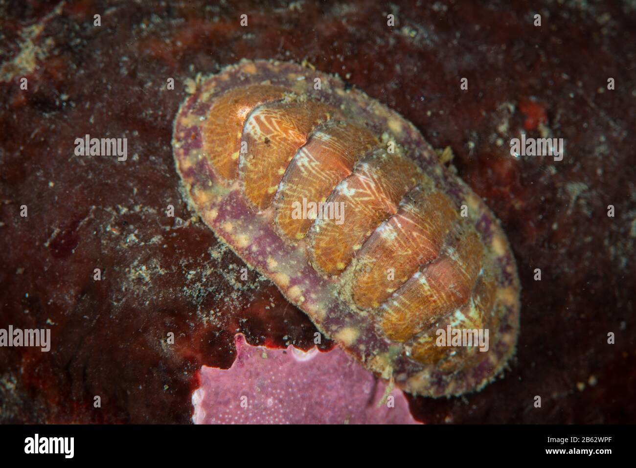 Chiton rouge marbré sous l'eau dans le fleuve Saint-Laurent Banque D'Images
