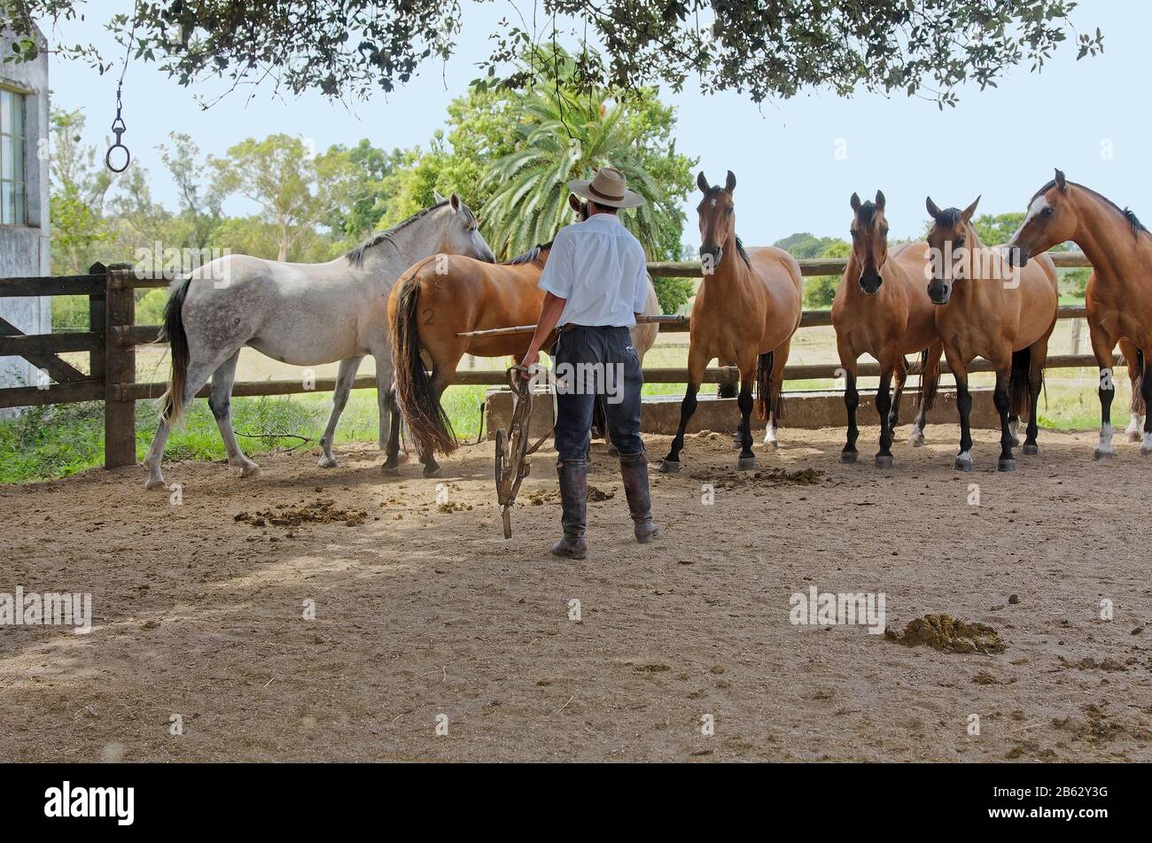 Gaucho travaillant avec des chevaux; animaux; estancia; emploi, Equus ferus cavallus, la Rabida Ranch; Amérique du Sud; Uruguay; été Banque D'Images