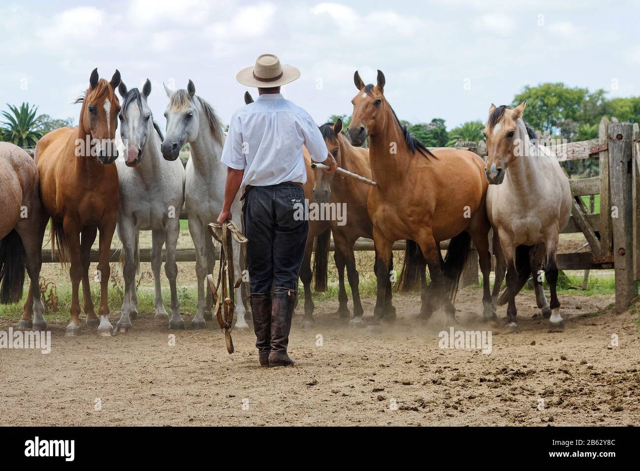 Gaucho travaillant avec des chevaux; couleurs variées, animaux; estancia; Job, Equus ferus caballus, la Rabida Ranch; Amérique du Sud; Uruguay; Summer, MR, PR Banque D'Images
