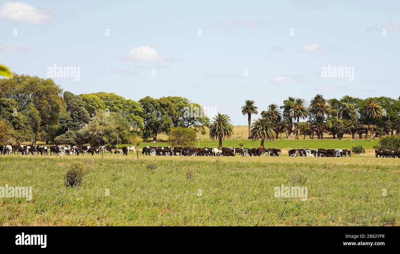 Estancia; herbe; troupeaux de vaches laitières; animaux; pampas; rural; la Rapida Ranch; Amérique du Sud; Uruguay; été Banque D'Images