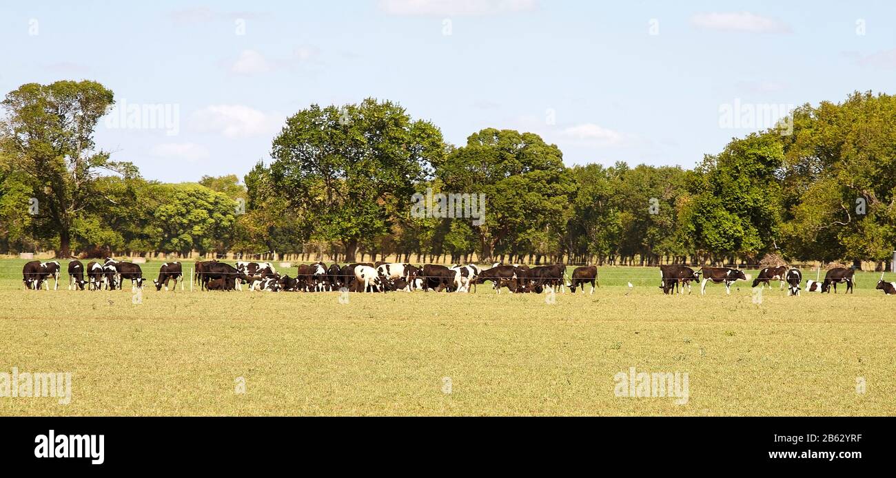 Tableau XIXe Signé WINTZ 1854 - Vaches à L'étang, Scène Champêtre Authentique