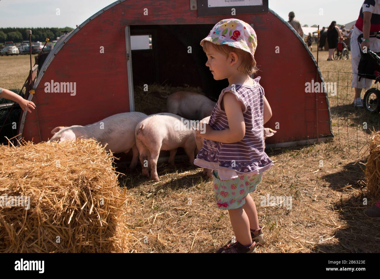 Petite fille se tient à regarder quelques porcs qui est en cage. Banque D'Images