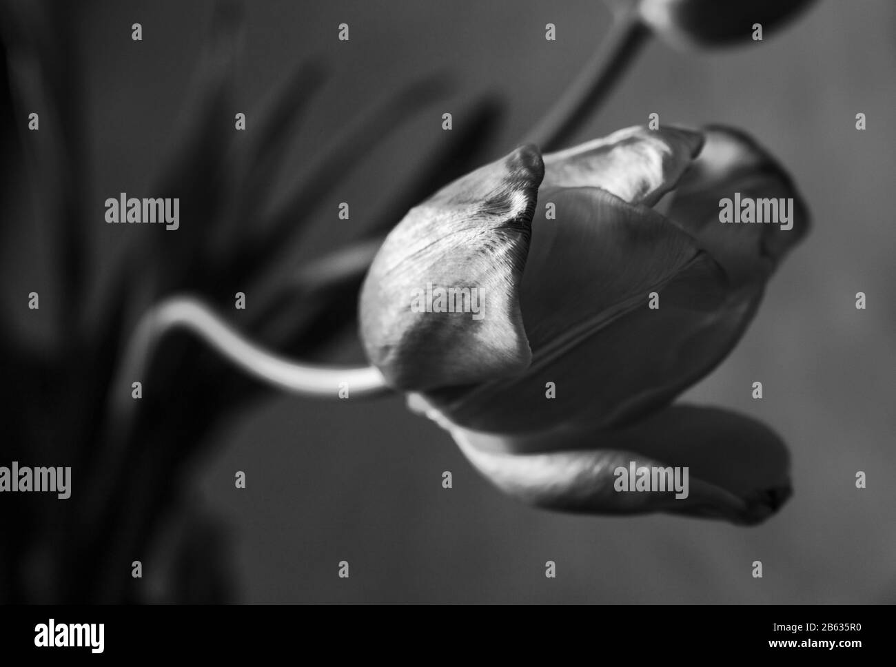 Tête de fleur de tulipe, photo d'art. Style noir et blanc Banque D'Images