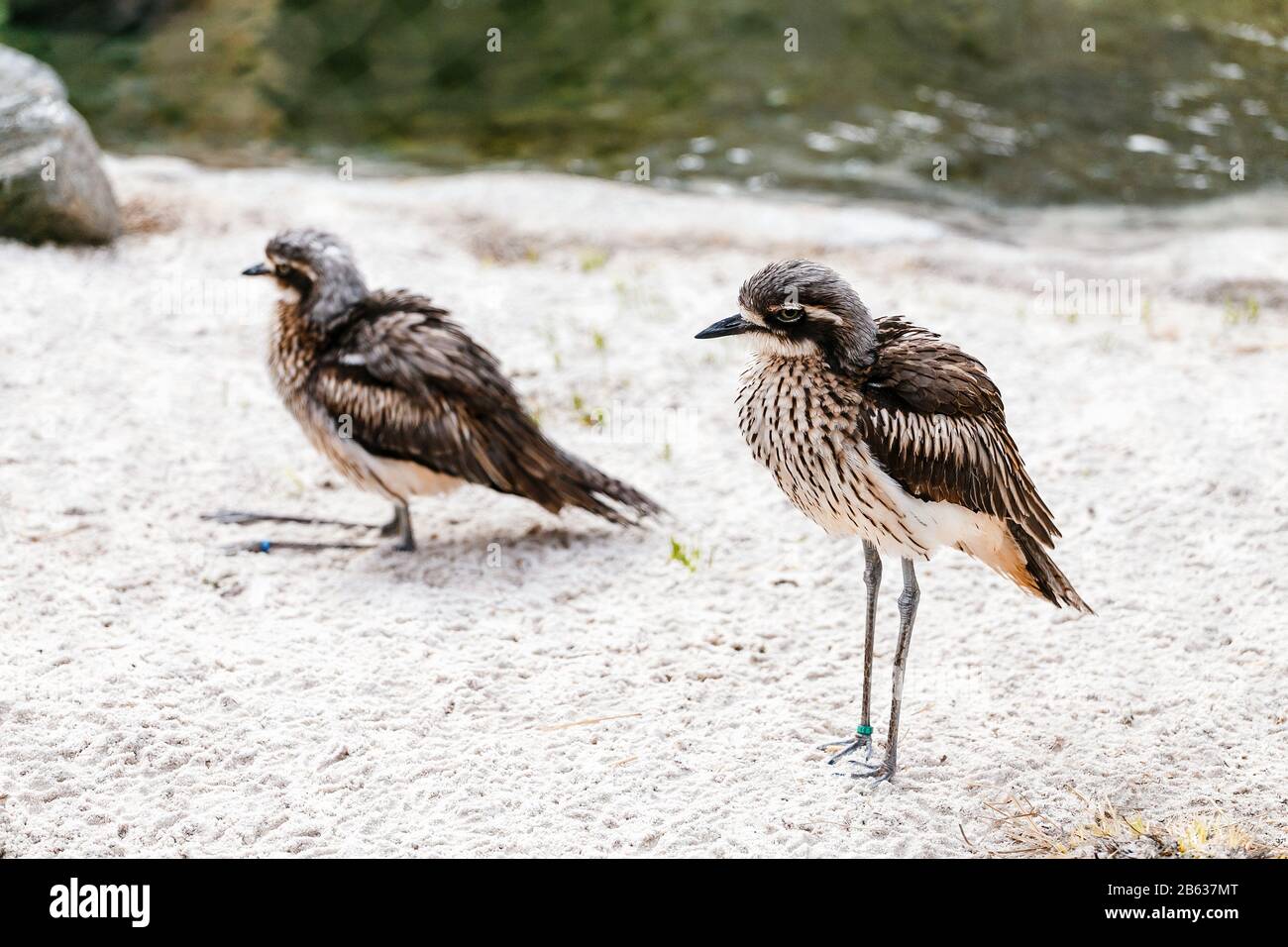 Petits oiseaux d'eau rares avec de longues jambes drôles et un rame ridicule Banque D'Images