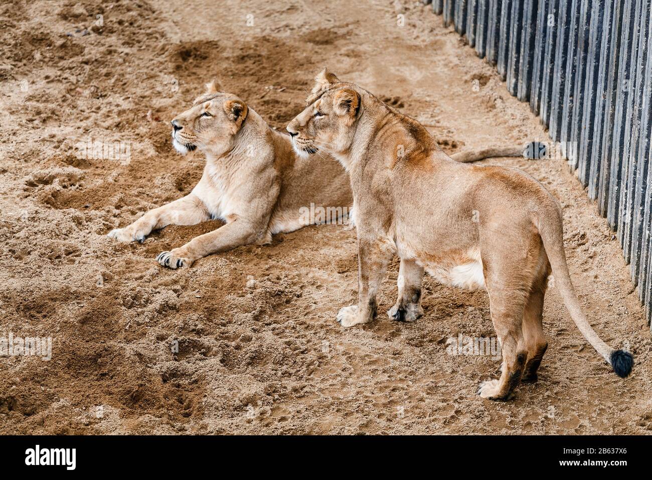 Deux Lions au zoo de Prague Banque D'Images