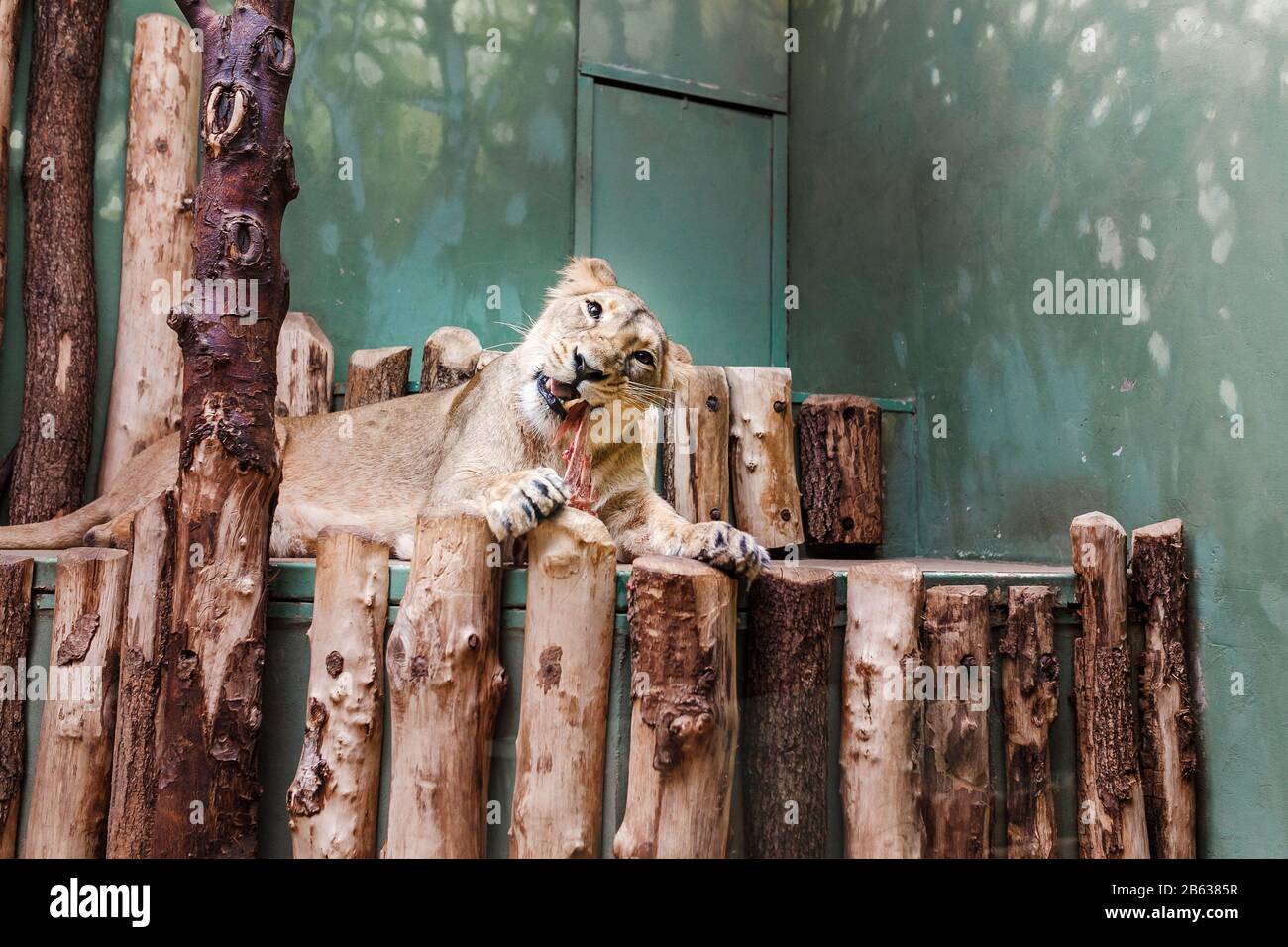 il y a de la viande affamée dans le zoo Banque D'Images