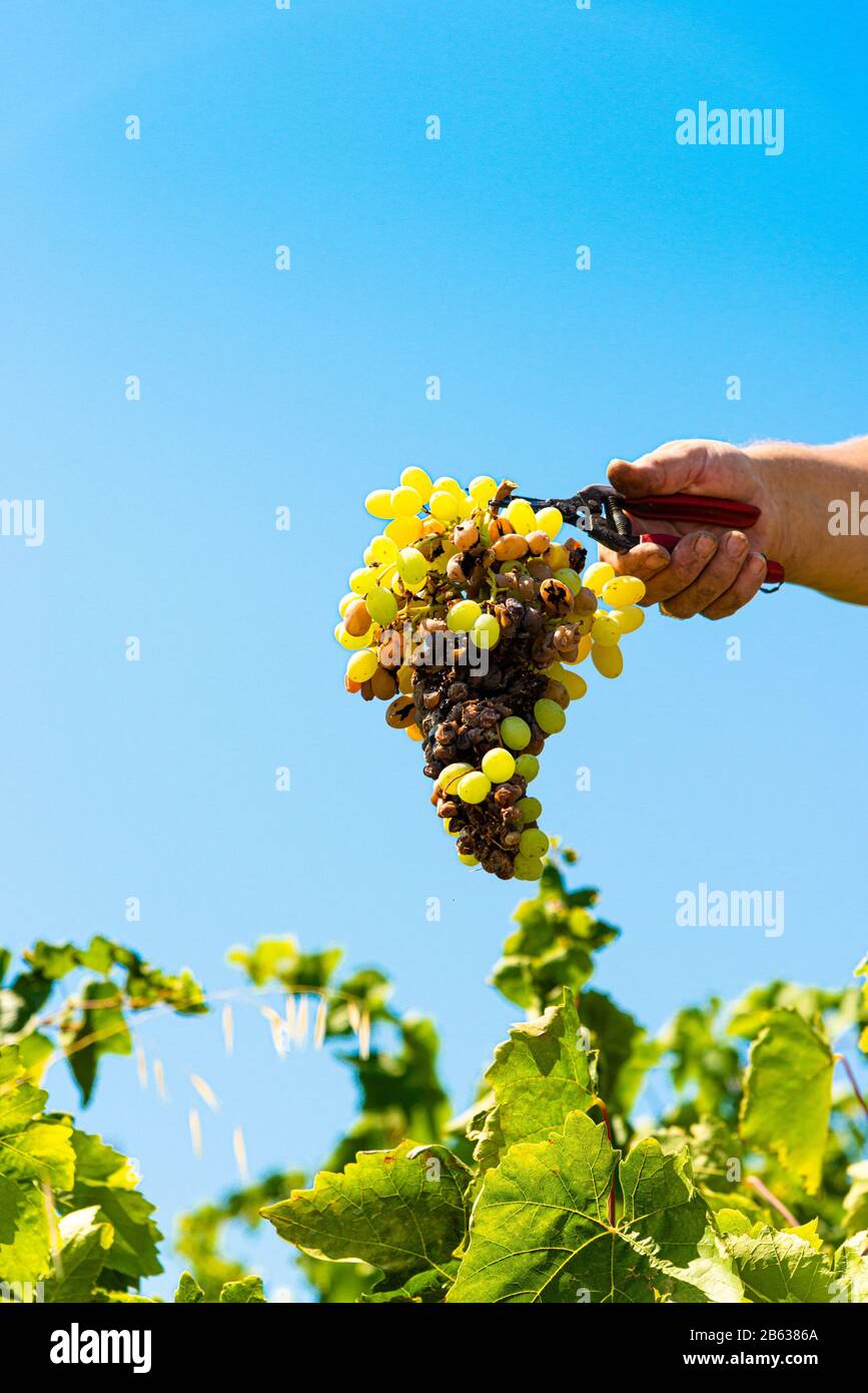 Les raisins de vin infectés par le mildiou parasite des vignes, une maladie des vignes qui provoque le séchage progressif des raisins et de la plante. Banque D'Images