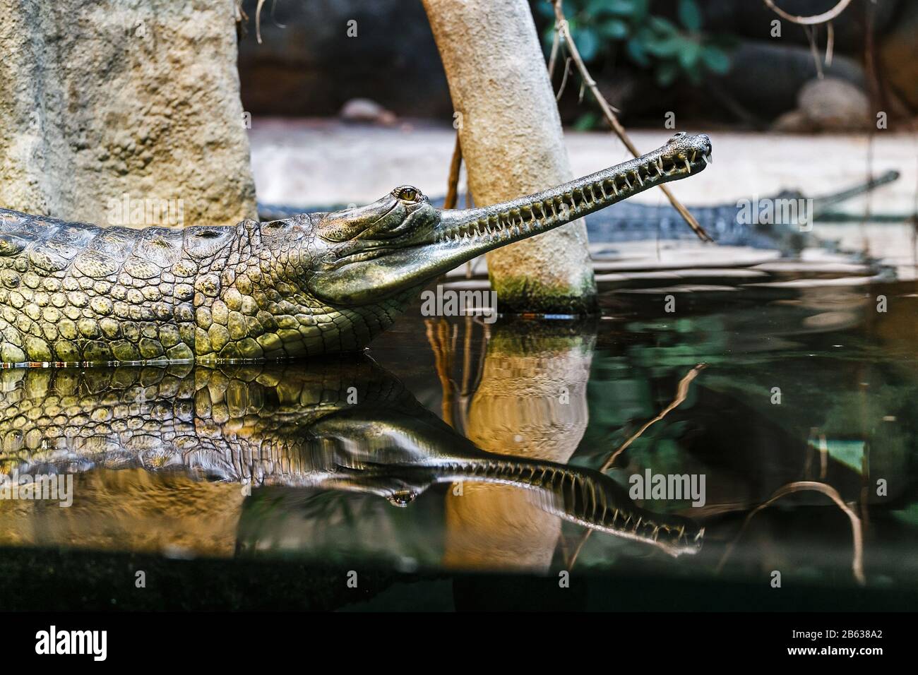 tête de gharial au-dessus de l'eau, c'est un crocodile le plus menacé et presque éteint au monde Banque D'Images