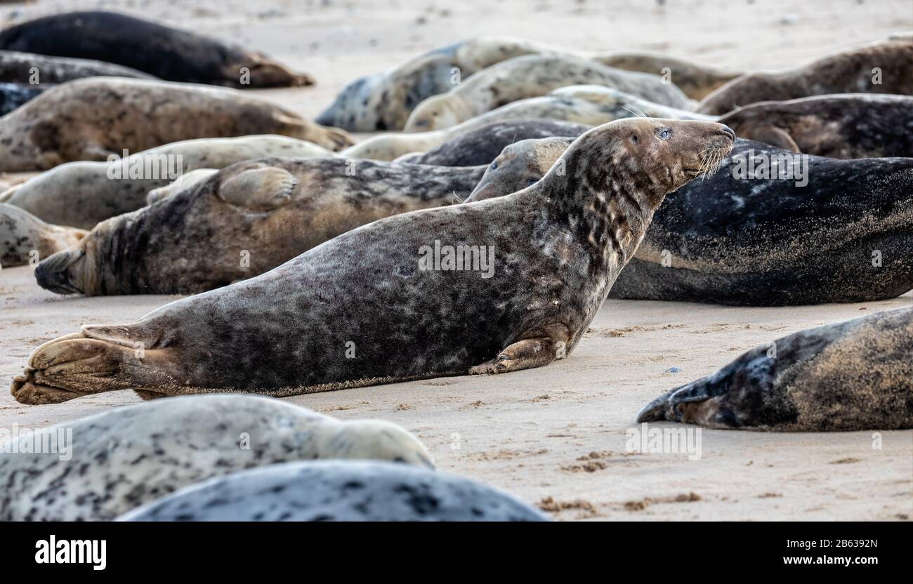 Colonie de phoques gris sauvage sur la plage de Horsey UK. Grouper avec différentes formes et tailles de joint gris. Banque D'Images
