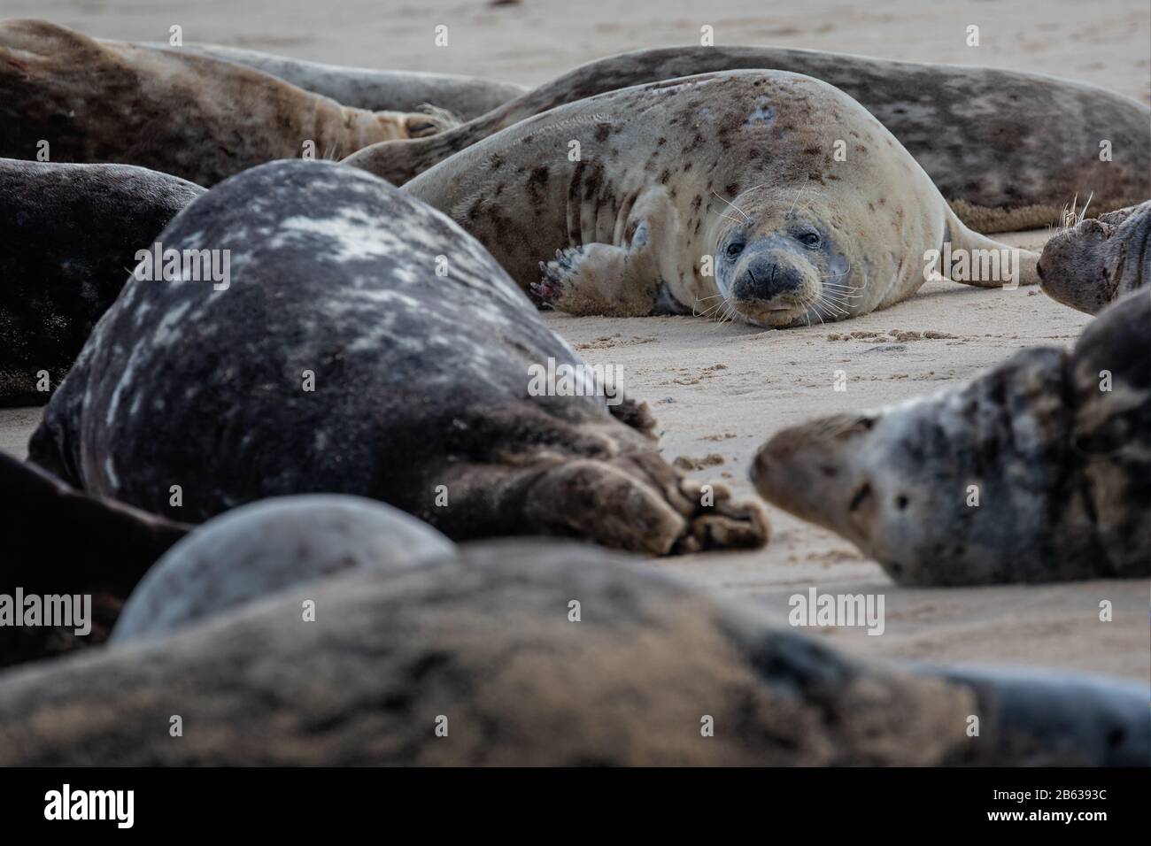 Colonie de phoques gris sauvage sur la plage de Horsey UK. Grouper avec différentes formes et tailles de joint gris. Banque D'Images