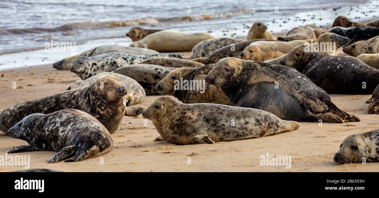 Colonie de phoques gris sauvage sur la plage de Horsey UK. Grouper avec différentes formes et tailles de joint gris. Banque D'Images