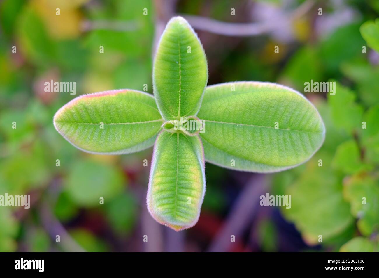 Feuilles de poilu vert frais et délicates, symétrie dans la nature. Banque D'Images