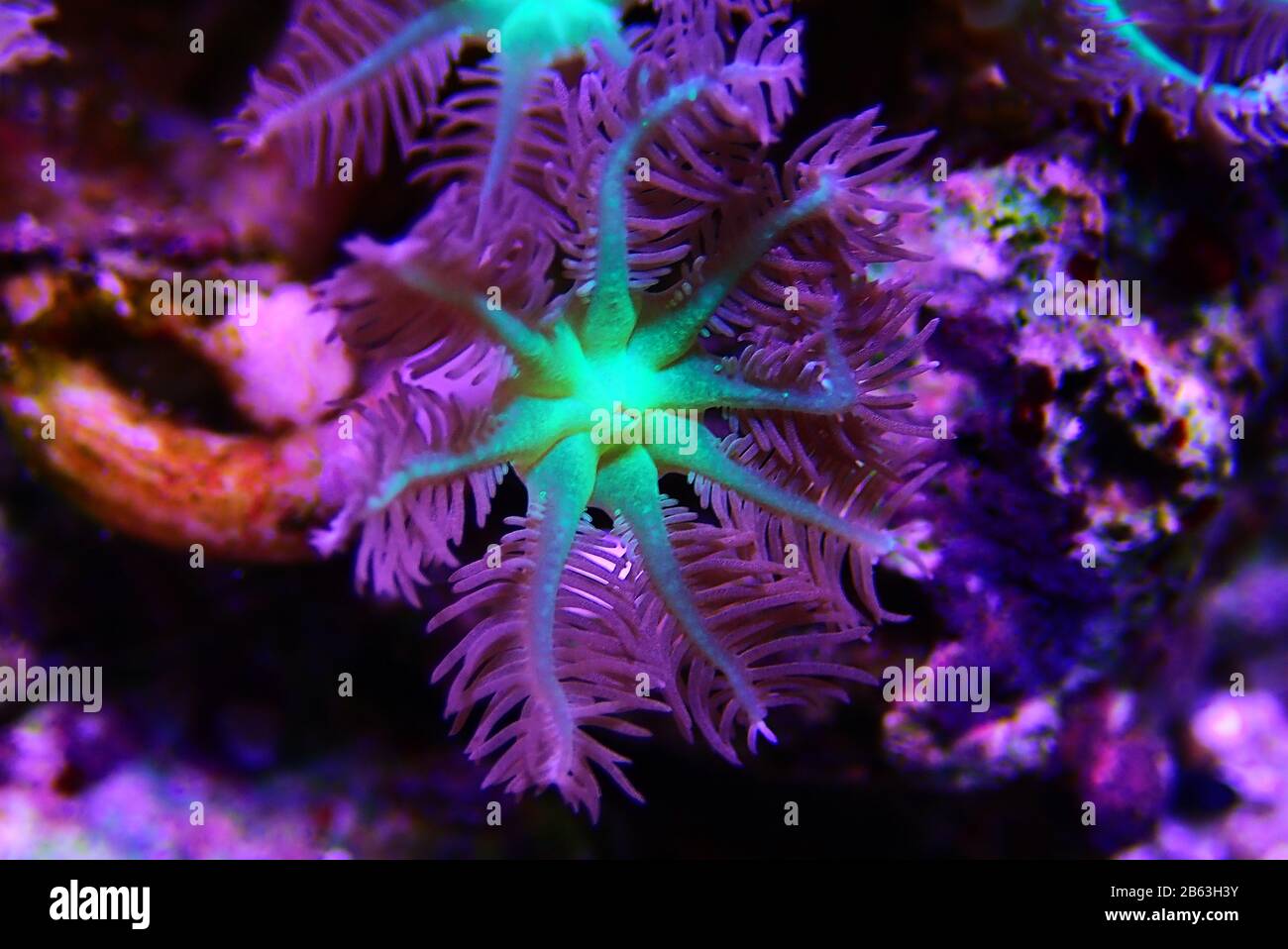 Clavularia gant polypes doux colonie corail Banque D'Images