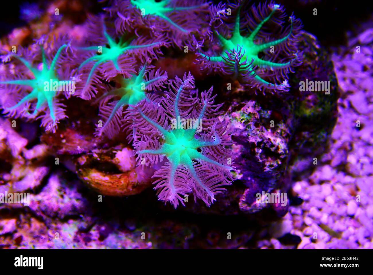 Clavularia gant polypes doux colonie corail Banque D'Images