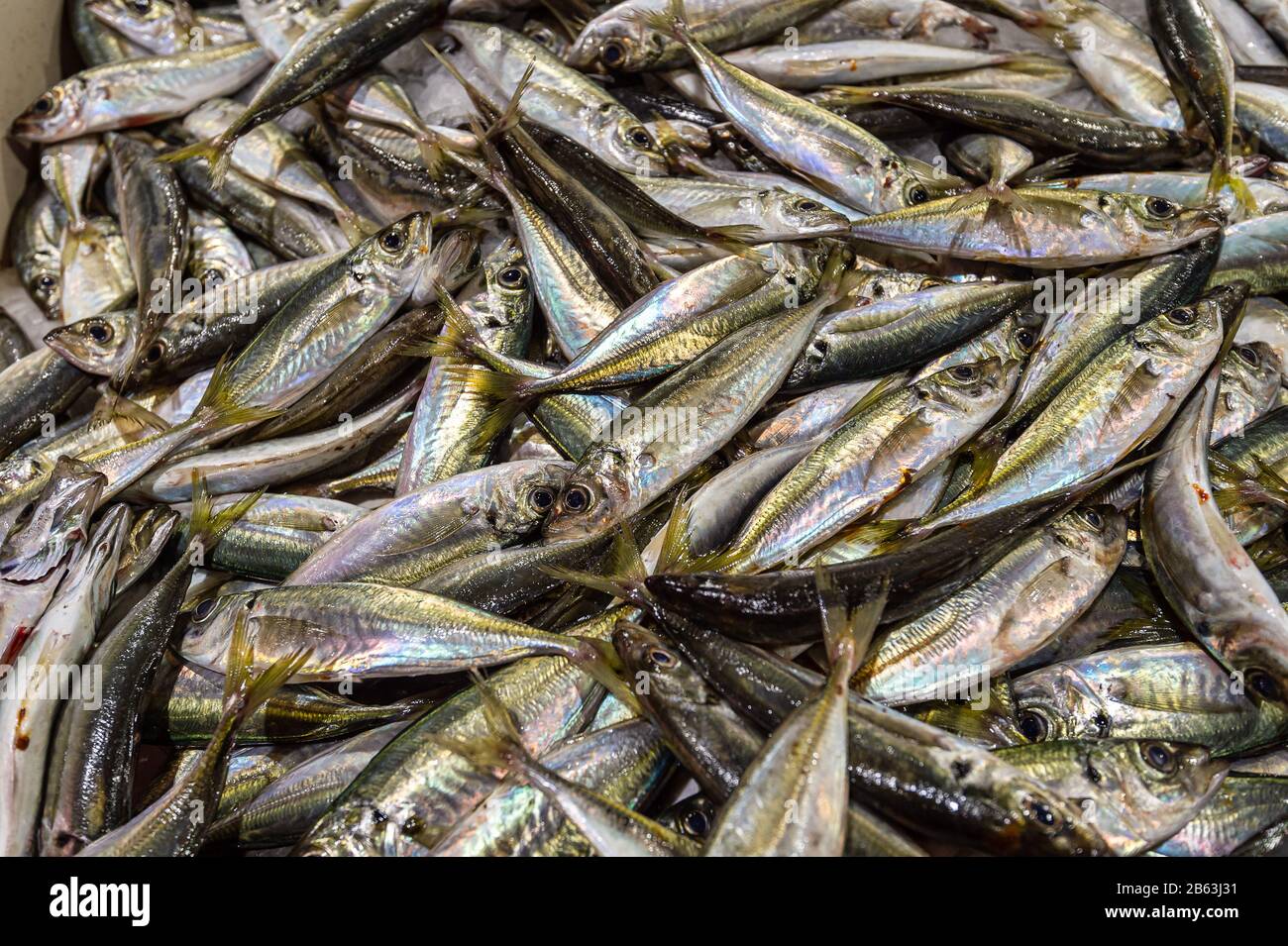 Des sardines fraîches sur le marché du Portugal Banque D'Images